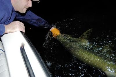 johnny tarpon release 05-09-05.jpg