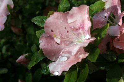 wet flower
