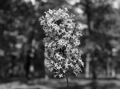 bw flower