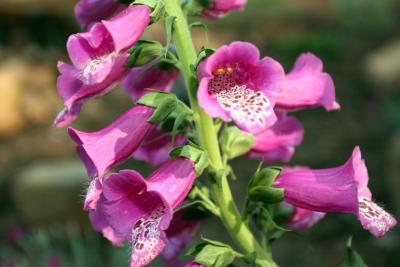 brilliant flower