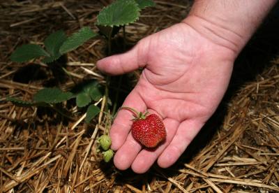 first strawberry