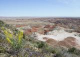Spring in the Painted Desert