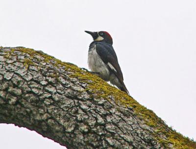 Acorn Woodpecker