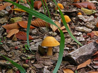 Mushroom Buttons