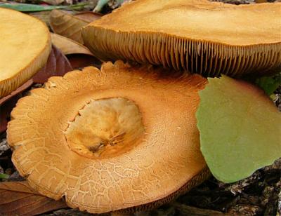 Mushroom Pancakes