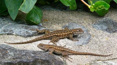 Lizard Sunbathers