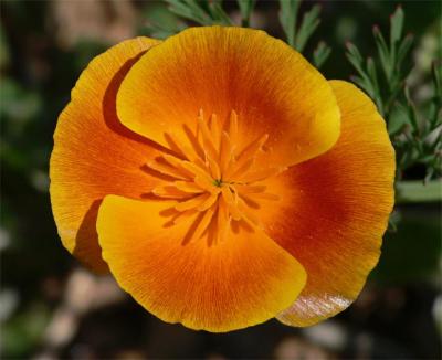 u26/milholland_p/medium/44099418.CinnamonPoppy2.jpg