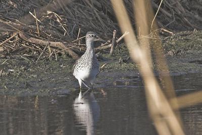 TEB shorebird #4