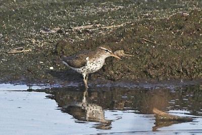 TEB shorebird #1