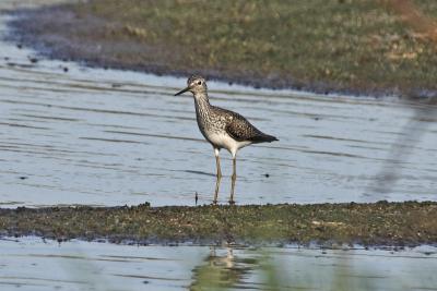 TEB shorebird #2 also