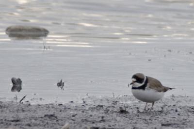 Semipalmated Plover (?)