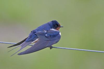 Barn Swallow