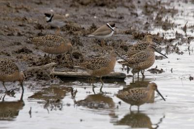 Short-billed Dowitchers (?)