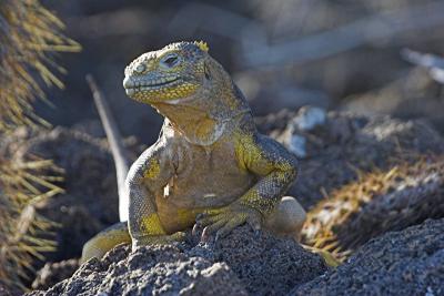 Land iguana