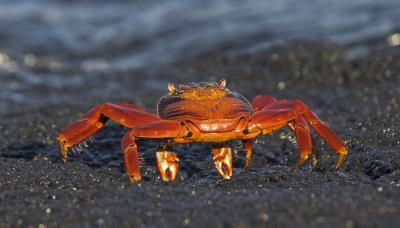 Crab's eye view