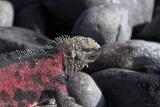 Marine iguana