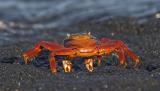 Crabs eye view
