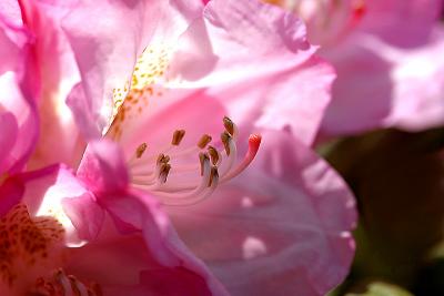 Gentle Spirit