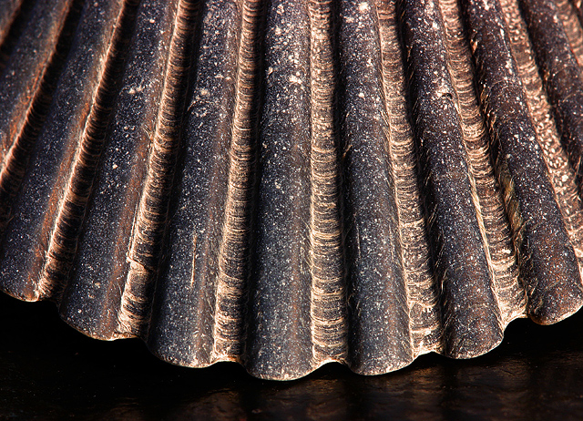 Shell Close-Up