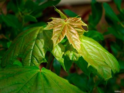 tree leaves