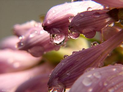 4196-water-drops-on-flowers.jpg