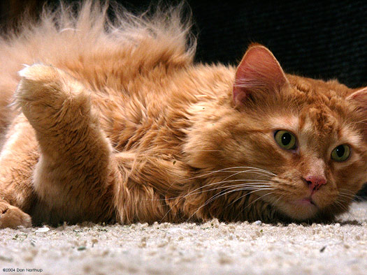 3692-leo-izbister.jpg