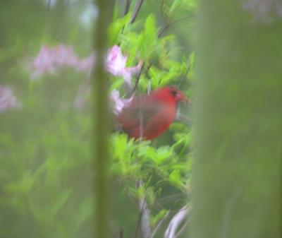 Cardinal