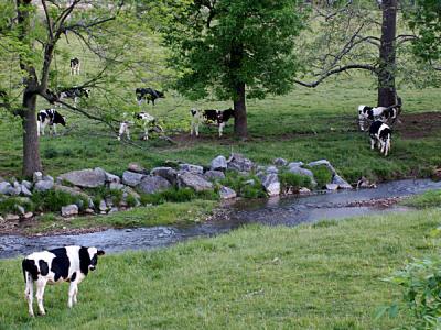 cows and stream small