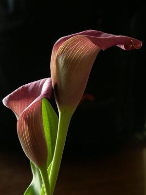 calla lily