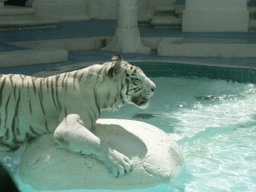 White Tiger