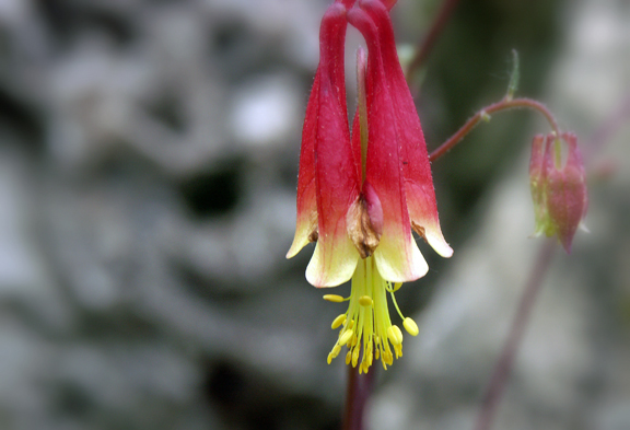Peace Garden flower
