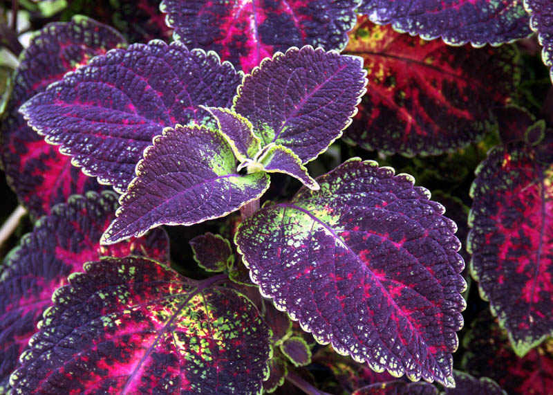 Coleus