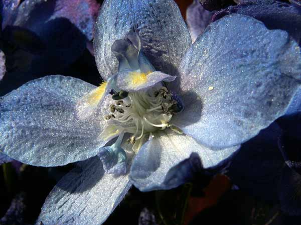 delphinium
