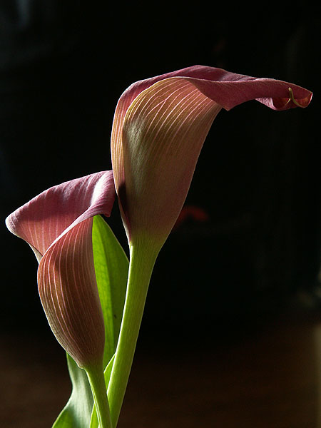 calla lily