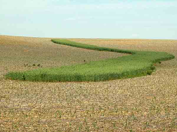 GREEN FIELD PATTERN