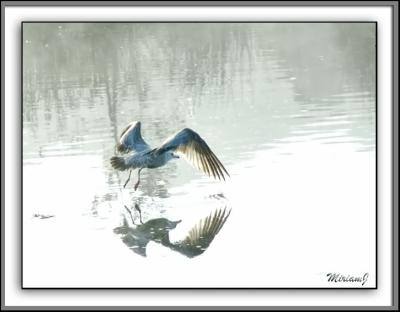 Sea Gull