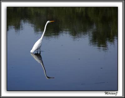 Snowy Egret