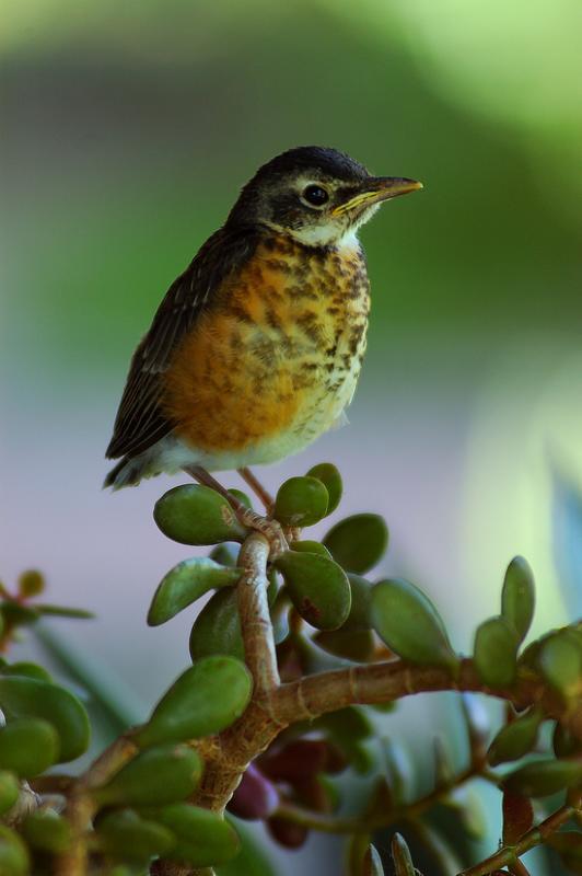 Baby Robin on Jade Plant