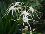 Hymenocallis narcissiflora