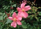 Mutabilis