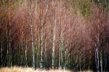 Spring Birch