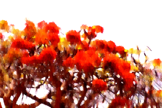 Firecracker Tree