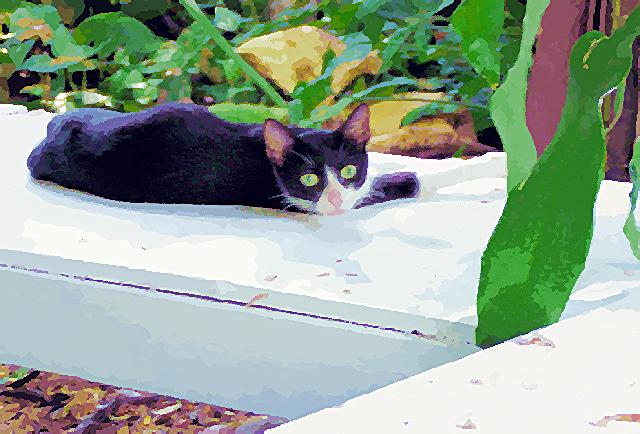 Shady Cat
