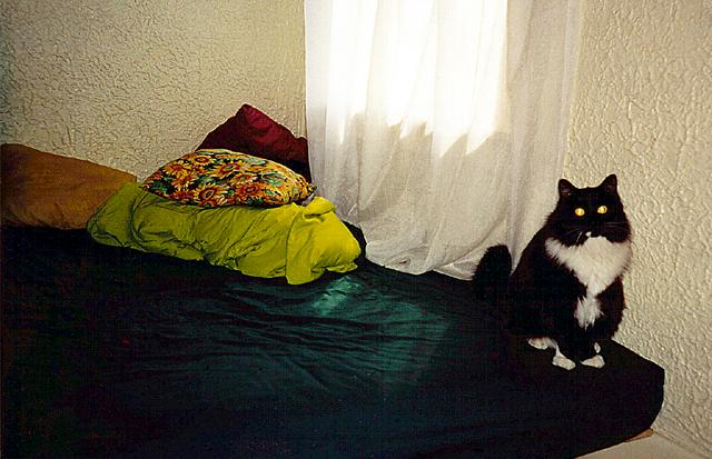 Seattle Cat
