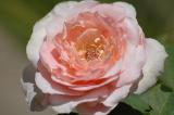First Sigma 70-300mm F4-5.6 II APO Macro Super lens shots