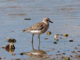 New Zealand Dotterel