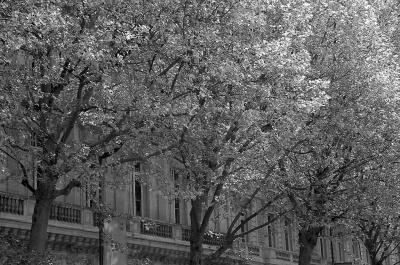 Paris leaves