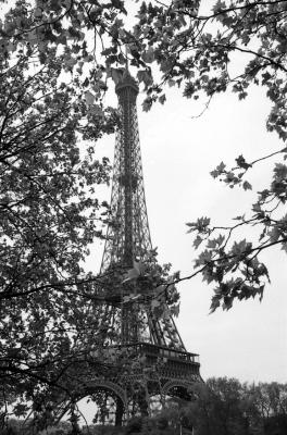 T. Eiffel behind the leaves