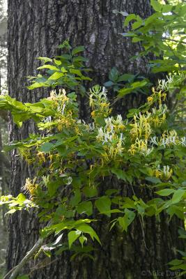 Honeysuckle