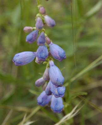 DSC_0258.jpg